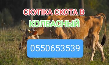 продаю лошади: Куплю | Лошади, кони, Коровы, быки | Самовывоз, Круглосуточно, Забитый