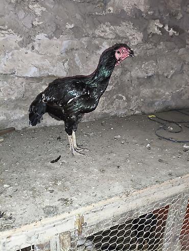 Digər quşlar: Heyvanlar merdekandadi. fikri ciddi olanlara etrafli melumat -da lalafo.az — 12 Digər quşlar: Heyvanlar merdekandadi. fikri ciddi olanlara etrafli melumat — 12