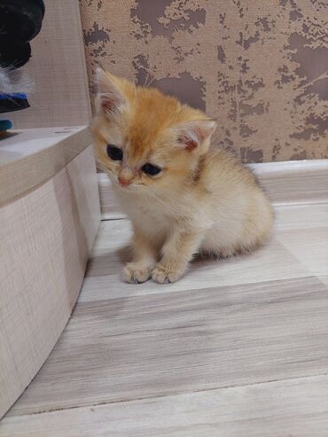 Pişiklər: Qızıl şinşilla, Erkək, Dişi, Yaxşı əllərə, Ünvandan götürmə -da lalafo.az — 2 Pişiklər: Qızıl şinşilla, Erkək, Dişi, Yaxşı əllərə, Ünvandan götürmə — 2