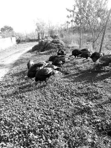 kənd colpası satışı: Erkək, Damazlıq, Ünvandan götürmə