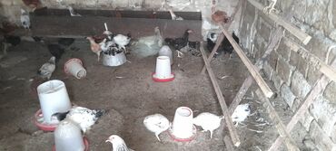 xoruz satlir: Kəsi̇lesi̇ beceler sati̇li̇r. 10 azn. Xi̇rdalari̇da var razi̇lasmaq