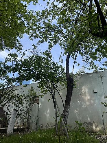 Bağ evlərinin kirayəsi: Keşlə qəs., 500 kv. m, 10 otaq, Hovuzlu, Kanalizasiya, Qaz, Su — 22