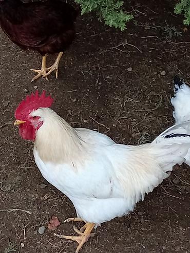 top az itler: Ağ rəngli xoruz - Cins: ağ rəng dominant, quyruqda tünd zolaqlı — 4
