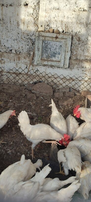 купить горох кормовой: Сатам | Тооктор | Үй | Жумуртка туудуруу үчүн