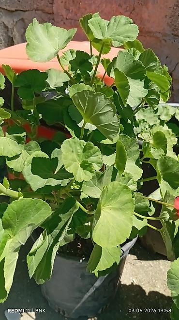 гул апа: Satış: qızılgül və sardunya (zonal pelargonium) saksı bitkiləri - — 4
