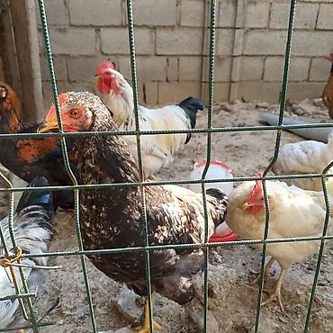 животний: Продаю | Куры | Для разведения — 2