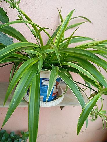 dibcek gulleri: Xlorofitum (Spider Plant) – zolaqlı, asılı pöhrələri olan dekorativ — 1