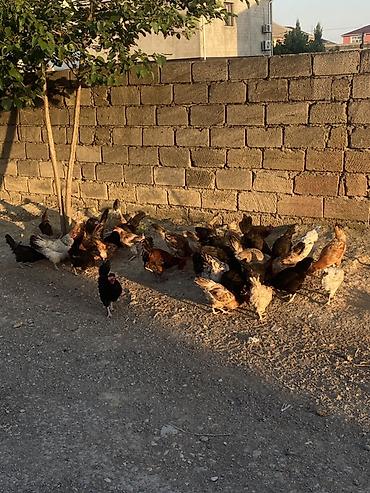 jersey cinsi: Yerli kənd toyuqları – qarışıq sürü - Açıq havada sərbəst gəzdirilən — 3
