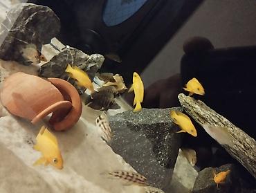 Balıqlar: Cixlid balığı -da lalafo.az — 14 Balıqlar: Cixlid balığı — 14