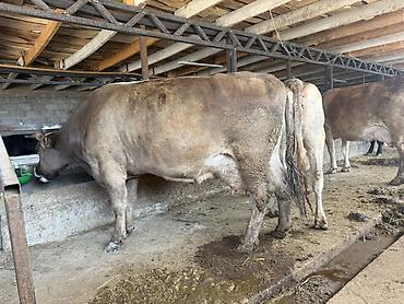 мини собака: Продаю | Корова (самка) | Полукровка | Для молока | Привязанные — 2