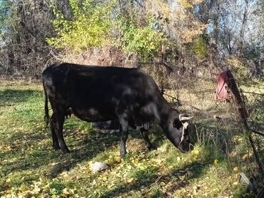 быки кант: Продаю | Корова (самка) | Алатауская