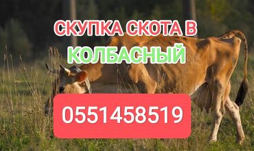 корова бычки: Куплю | Коровы, быки, Лошади, кони | Круглосуточно, Любое состояние, Забитый