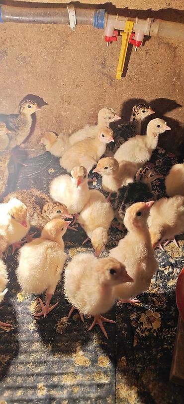 vendam kendi: Dişi, Kanada, Damazlıq, Ödənişli çatdırılma — 6