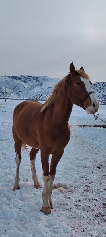 Животные: Продаю | Конь (самец) | Дончак | Конный спорт | Племенные