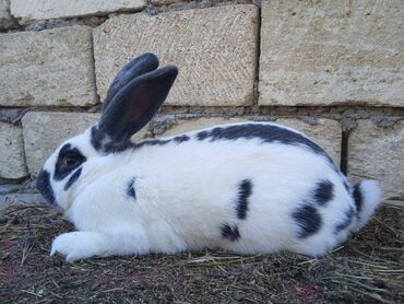 Dovşanlar: ALMAN PYOSTER və RİZEN CİNS DOVŞANLAR SATILIR. Pyoster-Xallı erkəy 6 — 3