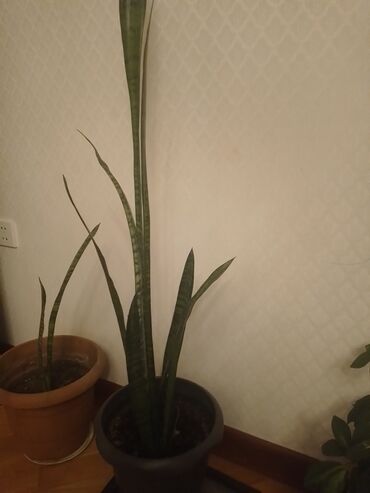 Otaq bitkiləri: Aloe