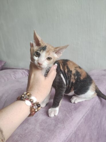 японская кошка: Сфинкс - кошка. Очень шустрая, очень любит играть с детьми и с