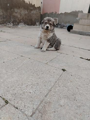 İtlər: Kanqal, 1 ay, Erkek — 1