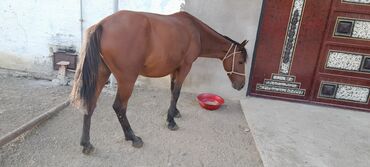 at yeher: Atlar