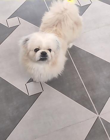 İtlər: Pekines, 1 il, Erkek, Cütləşmə üçün — 11