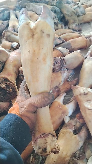 рыба жывая: Говяжьи копыта (передние/задние), обожжённые и очищенные. шыйрак бар — 4