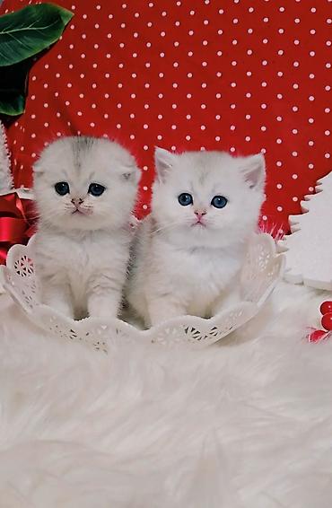 вязку: Вязка ! Не продажа!!! Молодой котик Scottish fold окрас серебристая — 10