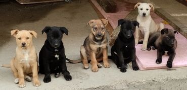kreveti za velike pse: Oni traze dom (4 devojcice i 3 decaka,primili su prvu dozu vakcine)