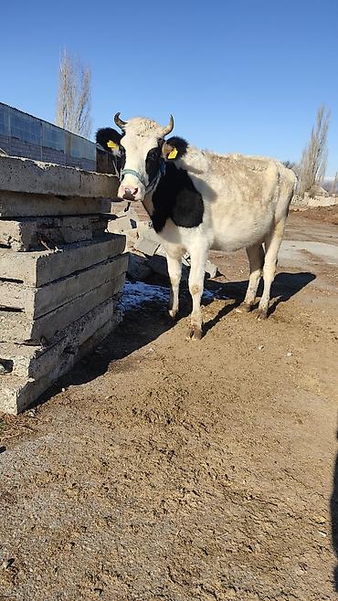 Коровы, быки: Продаю | Корова (самка) | Для разведения, Для молока | Стельные at lalafo.kg — 17 Коровы, быки: Продаю | Корова (самка) | Для разведения, Для молока | Стельные — 17