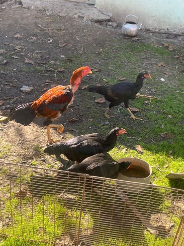 bmw 3 серия 330xd at: Toyuq, Damazlıq