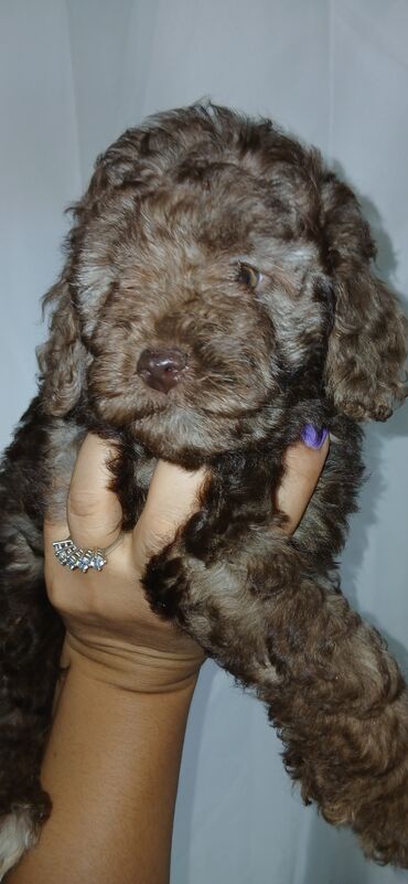 İtlər: Pudel, 1 ay