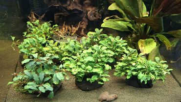 Аквариумы: Аквариумные растения — живые, выращенные в воде Предлагаются — 11