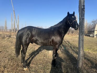 Лошади, кони: Продаю | Жеребец | Рабочий — 3