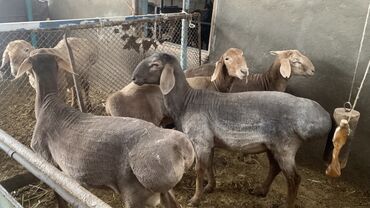 Бараны, овцы: Продаю | Баран (самец) | Гиссарская, Арашан