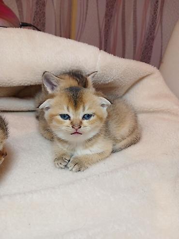 Pişiklər: Erkək — 5