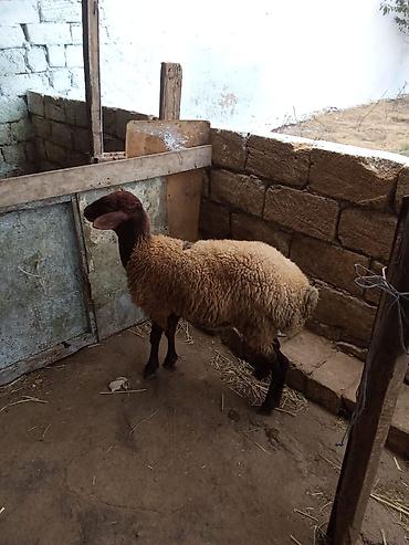 quzu qiyməti: Dişi quzu satılır istəyən olsa yazsın videosunu atım baxın real — 3
