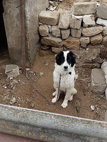 İtlər: Salam 8ayliq kucuydu dişidi maturxanin nəticəsidi.ite gedir amma — 1