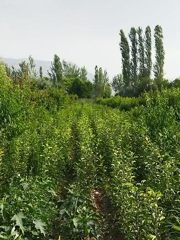 Другие фруктовые и ягодные растения: Саженцы плодовых деревьев (полевая плантация) - Ровные ряды молодого — 3