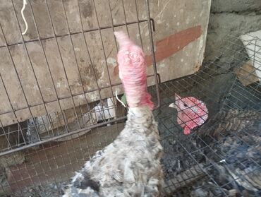 продам птицу: Птицы