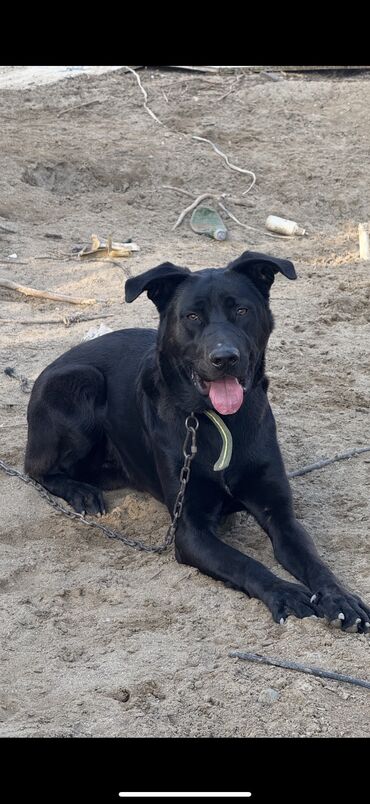 alişan'ın pişiyinin adı: 10 месяцев, Самец, С прививками, Самовывоз