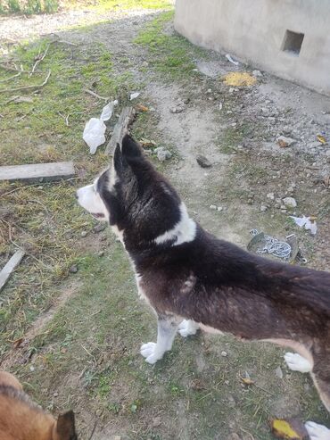 İtlər: Xaski, 1 il, Dişi, Peyvəndli -da lalafo.az — 8 İtlər: Xaski, 1 il, Dişi, Peyvəndli — 8