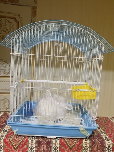İtlər: Qəfəs – quşlar üçün - Material: ağ metal barmaqlıq, möhkəm plastik