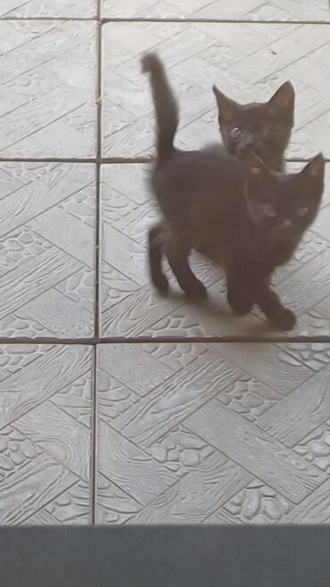 котята в добрые руки бесплатно: Кошка даром: Беспородная, 1 месяц, Девочка, Приучена к лотку
