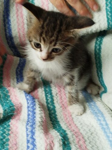 котята жалал абад: В добрые руки, 1 месяц