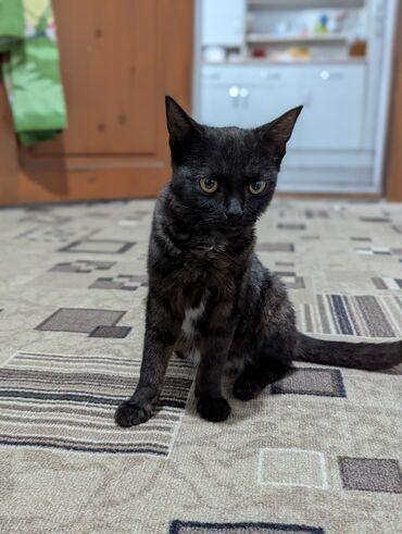 утерян кошелек с документами: Отдам милого котёнка в добрые руки! Малышке 4 месяца, она любит