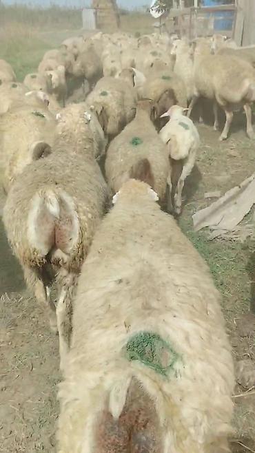 kənd toyuqlarinin satisi: Dişi, il: 1, Damazlıq, Pulsuz çatdırılma — 2