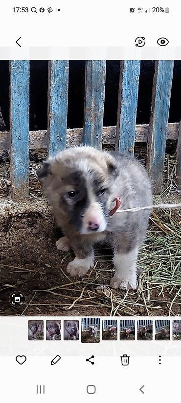 Продажа собак: Алабай, 1 месяц, Самец — 6