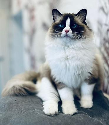 Pişiklər: Ragdoll cinsli balaca pişiklər - Cins: Ragdoll (sakit, mehriban və — 5