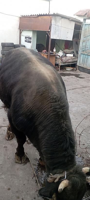 Коровы, быки: Продаю | Бык (самец) | Симментальская | На откорм | Привязанные — 9