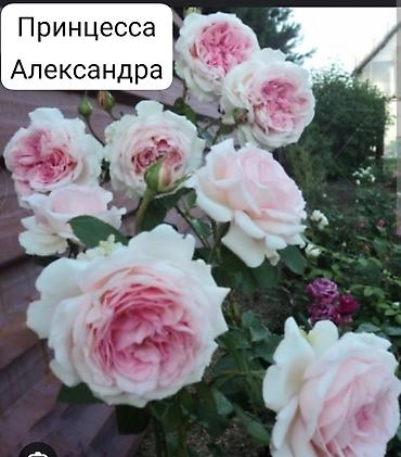 сельдерей кыргызча: Корни роз — 7