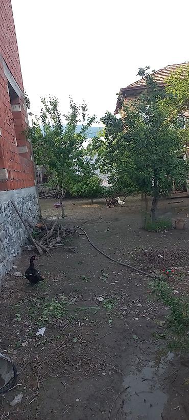 sabunçuda ev: Şəkidə, Doduda 4.4 sotda yerləşən iki ev. biri köhnə tikili yaşayış — 10